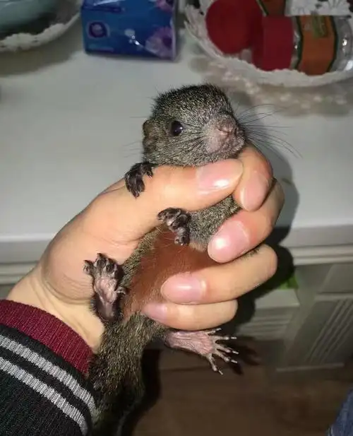 松鼠品种介绍哪些宠物松鼠可以饲养