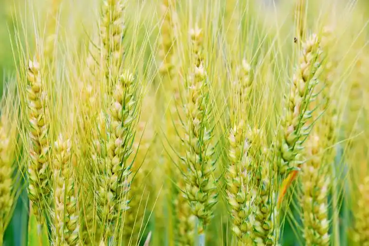 成熟的麦穗原创拍摄