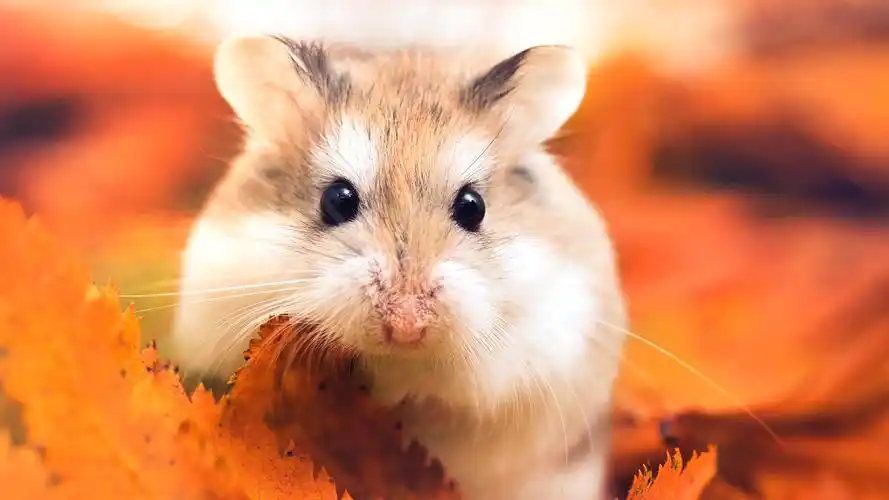 可爱的仓鼠唯美高清桌面壁纸
