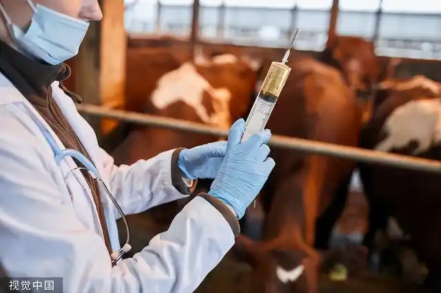 肉牛疫苗免疫程序接种时间表牛要打哪些疫苗牛打疫苗注意事项
