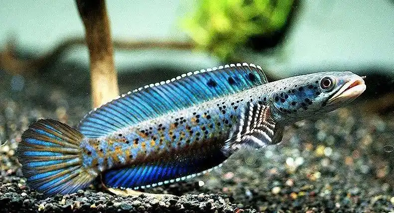 幻彩蓝宝石雷龙鱼怎么养_大型观赏鱼_观赏鱼大全_哎呀吧软件站