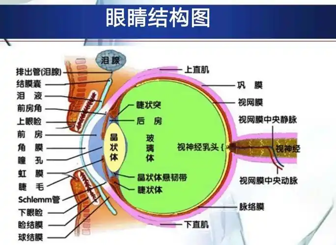眼部结构(医学作业) - 哔哩哔哩专栏