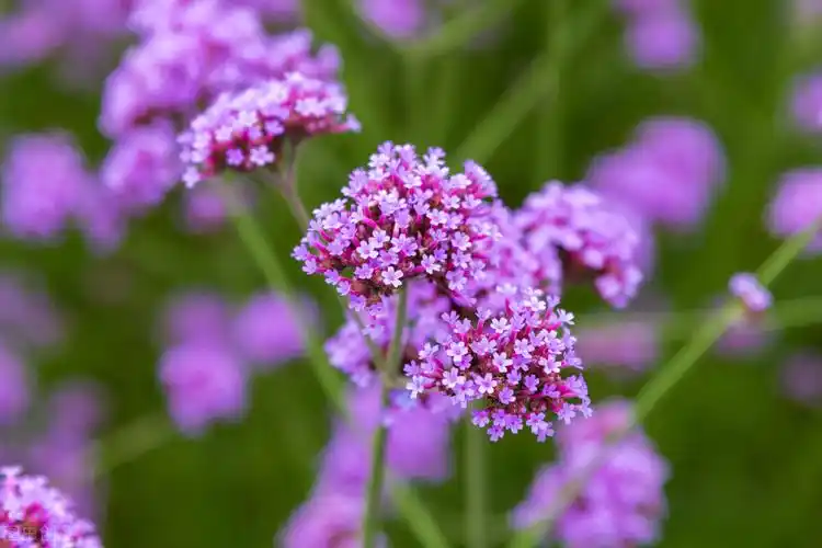 50种常见的园林花卉,图文结合,看你认识多少?学点植物小知识