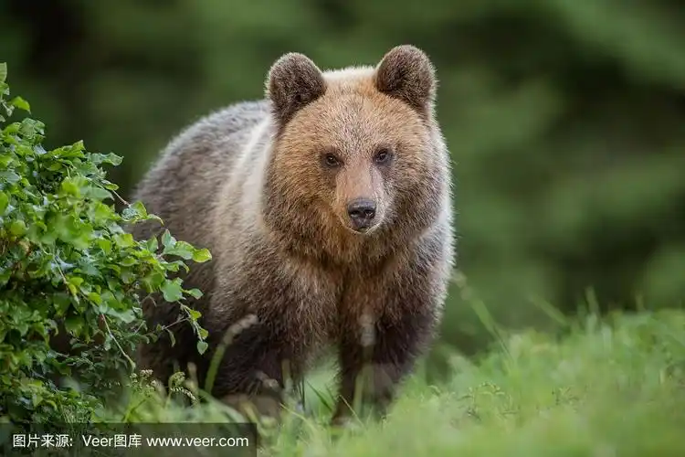 夏天毛茸茸的小棕熊.