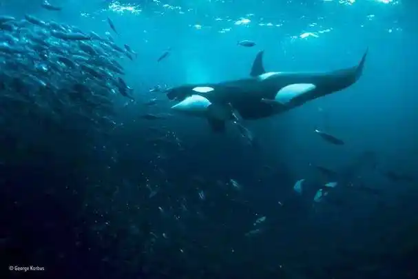 原创国际摄影大赛获奖照,难得一见的虎鲸凶猛捕食图.