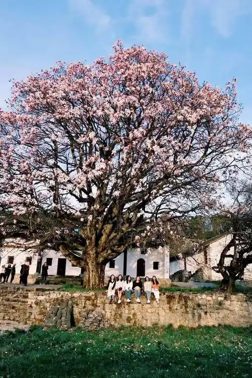 中水镇小寨社区车厘子熟啦趁着"五一"假期快去采摘威宁融媒综合整理