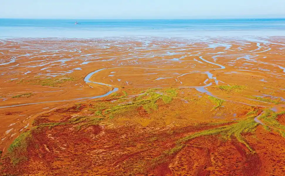 黄河口湿地