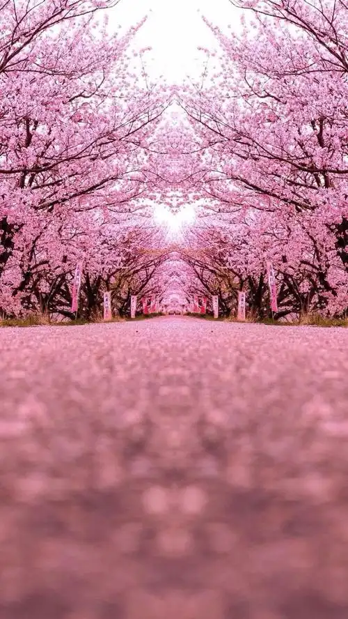 亦称"日本樱花"樱花原产北半球温带环喜马拉雅山地区,在世界各地都有