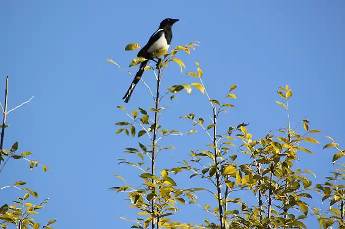 喜鹊登枝的故事