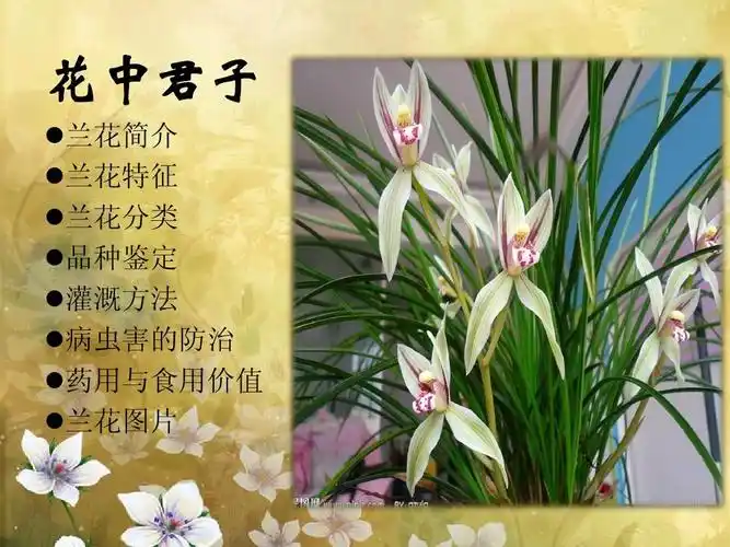 花中君子  兰花简介  兰花特征  兰花分类  品种鉴定  灌溉方法  病虫
