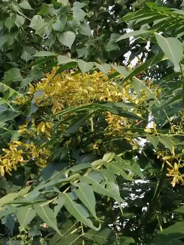 香椿树开花了!今生第一次看到