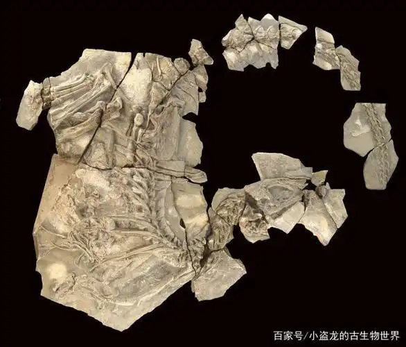 图注:昆卡猎龙的化石,图片来自网络