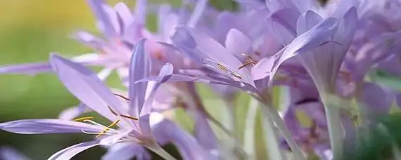 紫莹莹和紫盈盈的区别-爱问教育培训