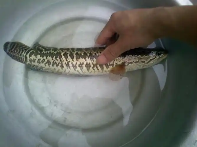 p>斑鳢(学名: i>channa maculata /i>)是鳢科,鳢属鱼类.