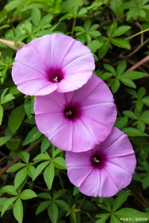 牵牛花植物:奇特而美妙的花卉
