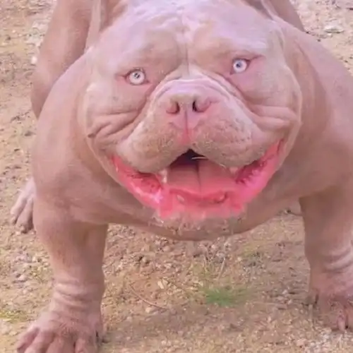 没想到狗狗可以这么丑##我的幽默搭子##定格