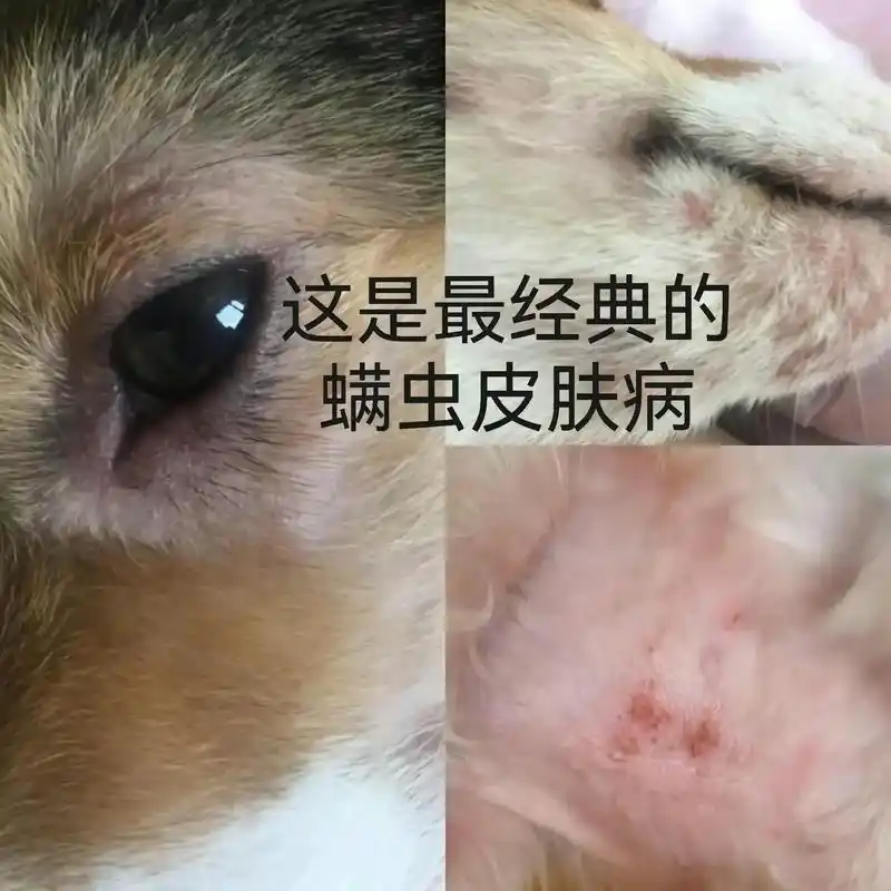 狗狗3种皮肤病:真菌,细菌,螨虫;症状表现都放在图里了;大家 - 抖音