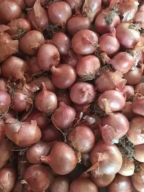 正宗东北特产毛葱新鲜鬼子葱红葱头农家毛葱种子1件都批发大号五斤带