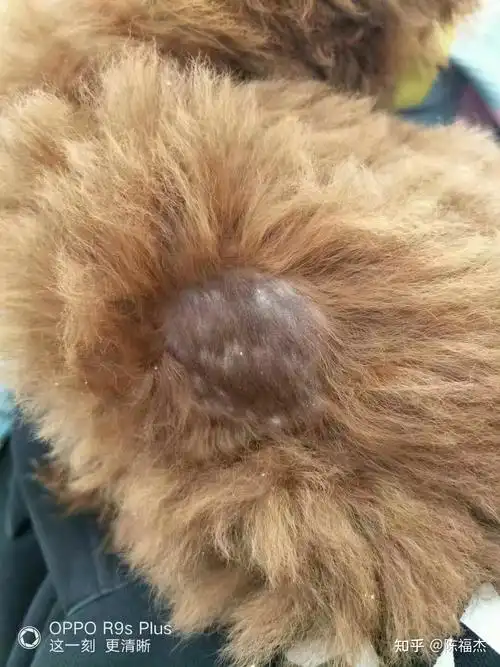 请问狗狗这是长狗癣了吗