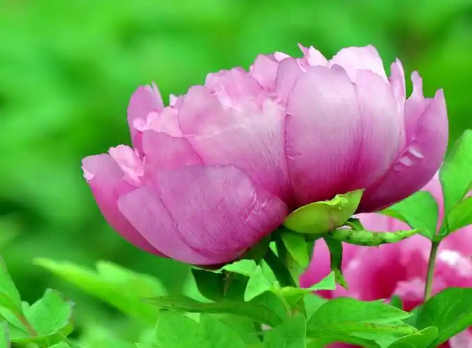 鲜花,花卉,牡丹,牡丹花,植物花卉富贵风流牡丹花图片 鲜花,花卉,牡丹