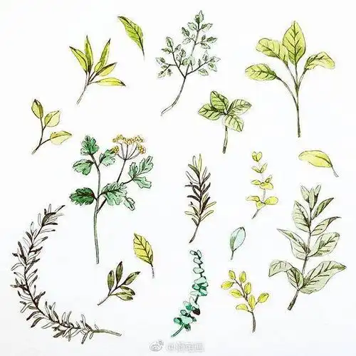 小清新文艺风花草手帐素材(插画师 )