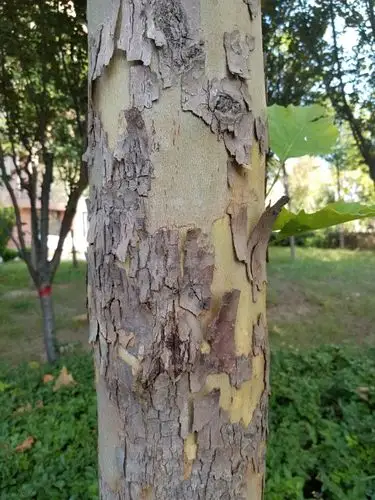 林璨扬观察日记之梧桐树