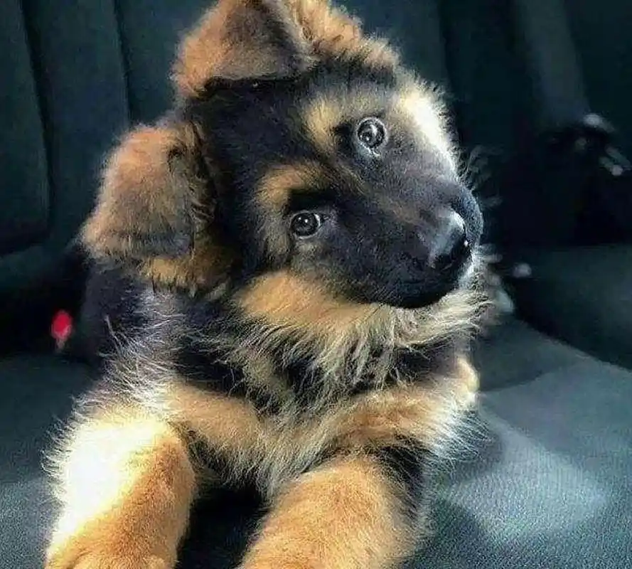 从小就接受严格训练的小德牧们