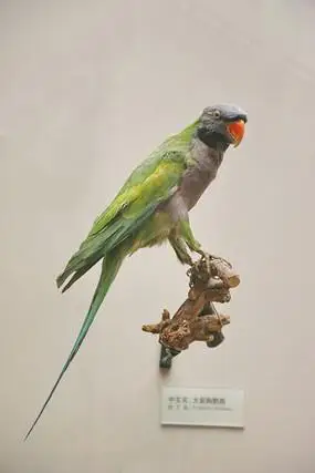 鸟类标本红嘴鹦鹉