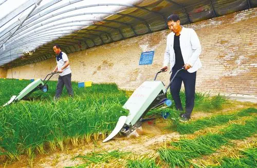 割茬平整的韭菜收割机 小型快速的割菜机