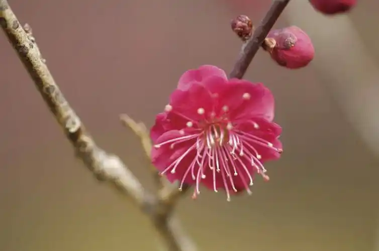 无人,横图,室外,特写,白天,正面,旅游,度假,美景,植物,朦胧,模糊,盛开