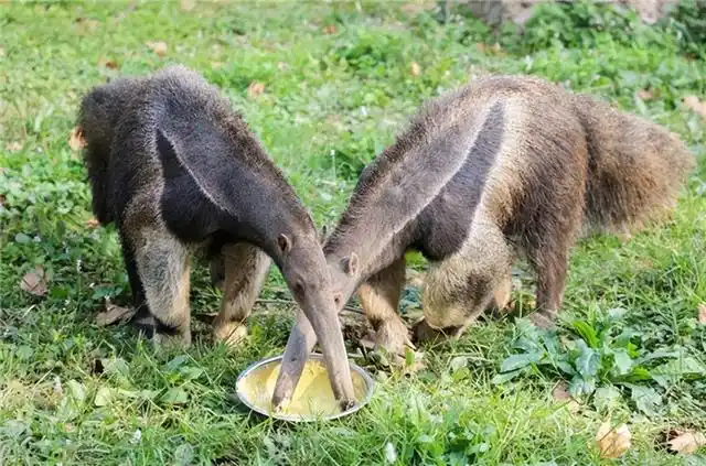 三种古老而又神秘的食蚁兽,它们的舌头一天吃掉上万只蚂蚁