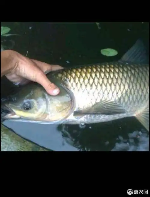 草鱼,塘养,四斤以上,1000斤起批,运费协商.