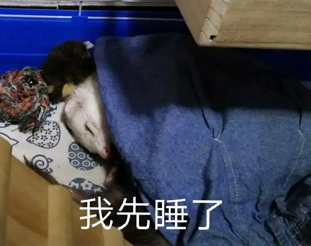 小雪貂表情包第二弹