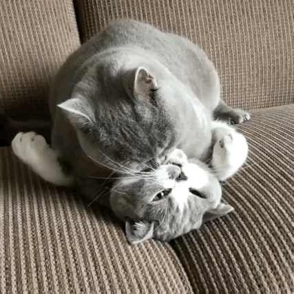 你收藏了哪些猫咪(喵星人)的可爱动图?