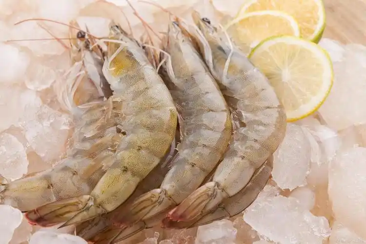 提高室内淡水养殖南美白对虾成活率的方法-农兜网