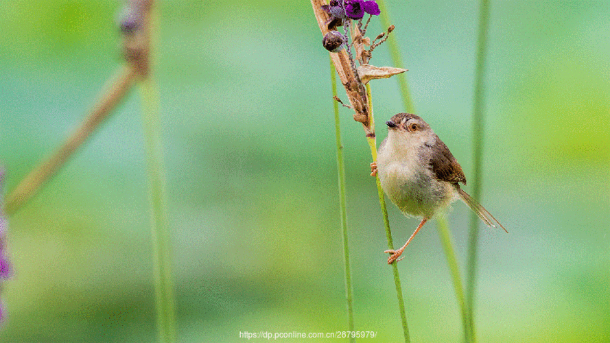 gif 鸟片(褐头鹪莺)