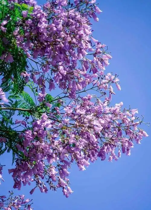 藏不住了!仁寿蓝花楹开了!