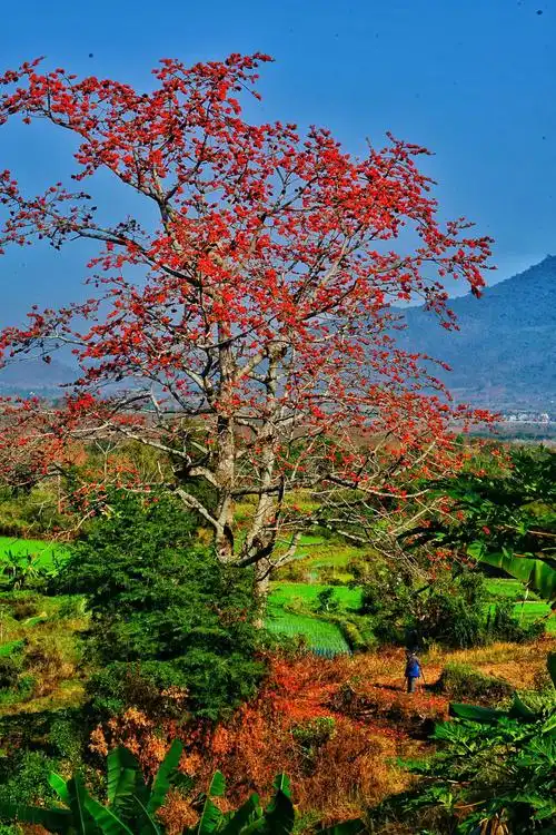 昌江木棉红