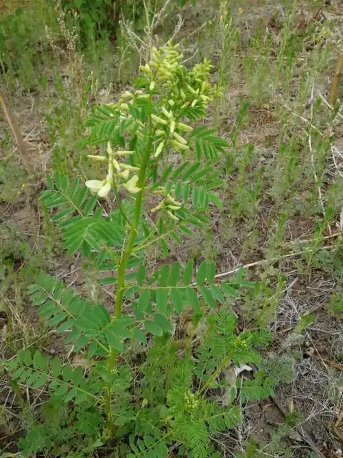 首页 保护地植物物种卡 草本 > 正文  种名(中): 蒙古黄耆 学名(拉丁)