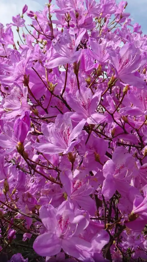 一棵紫红色杜鹃花树