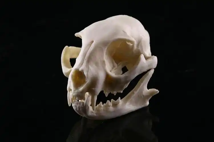 猫头骨树脂工艺品骷髅头个性摆件外贸供货猫头骨动物头骨