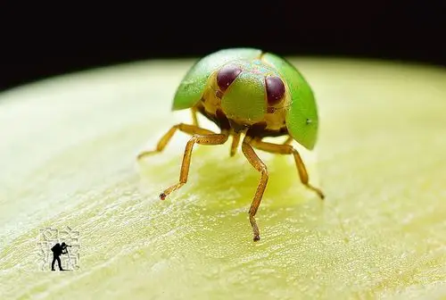 萌哒哒圆瓢蜡蝉王子【岛主原创】