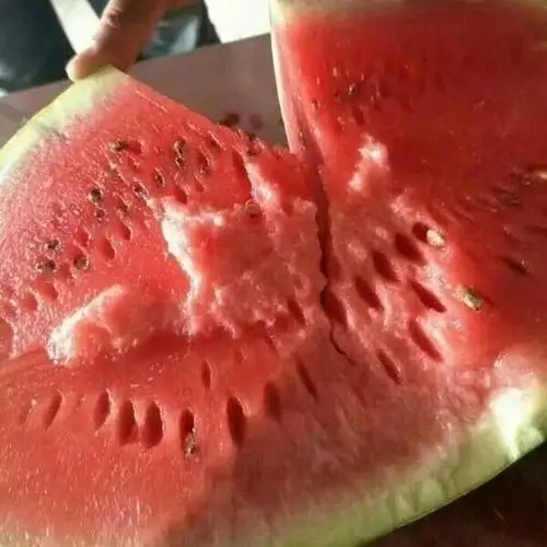 靖远旱砂田种植的硒砂瓜石头缝里种出"新希望"