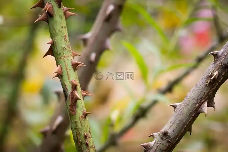 刺,灌木,带刺的灌木