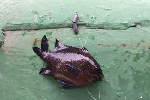 黑鲷鱼,看着真是黑,黑如墨水.