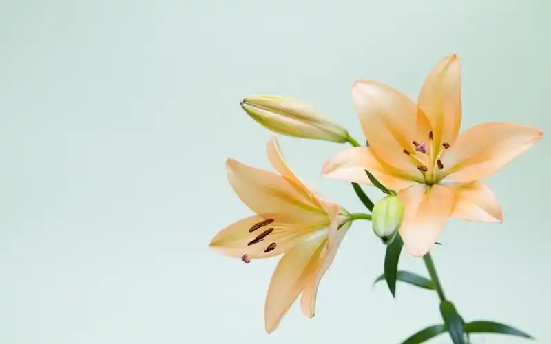 云裳仙子淡雅百合花图片