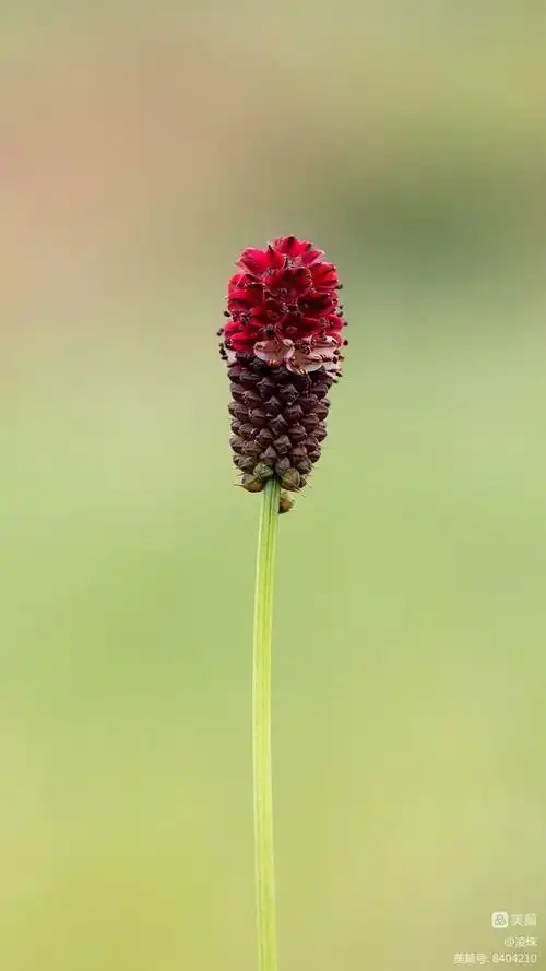 地榆为多年生草本植物.