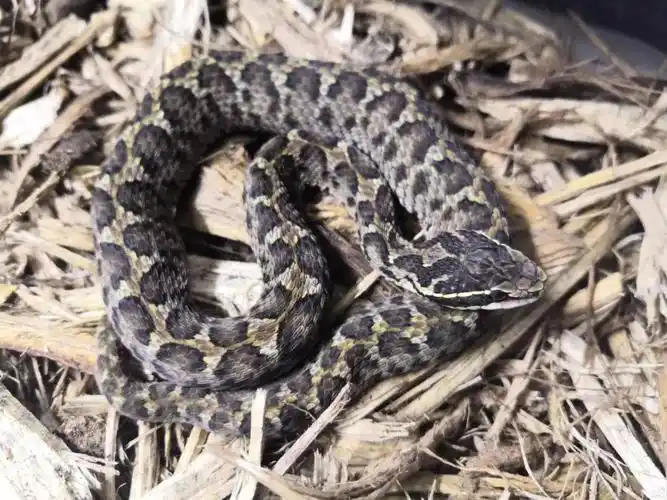 养一只中华十大毒蛇之一———【短尾蝮】的那些事!