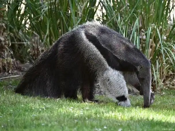 食蚁兽是一种生活在热带和亚热带地区的哺乳动物,吃食蚁和白蚁