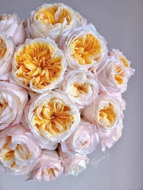 单头玫瑰维多利亚蜜桃